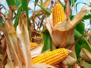 Hay riesgo para cultivos de papa y maíz en el centro