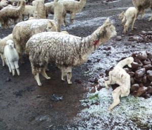 Heladas y nevadas provocan muerte de más de 5.000 crías de alpaca en Arequipa