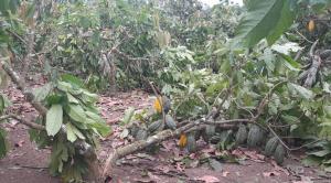 Helicópteros del Ejército dañan plantaciones del mejor cacao de Latinoamérica, en Vizcatán del Ene