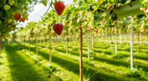 Holanda revoluciona la agricultura: exporta más alimentos que España y Francia juntas con métodos sostenibles