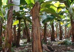 HONGO “MAL DE PANAMÁ¨ SE EXTIENDE A PLANTACIONES DE BANANO EN LA LIBERTAD