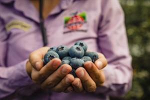 Hortifrut apuesta por la diversificación de los mercados en Colombia y Ecuador