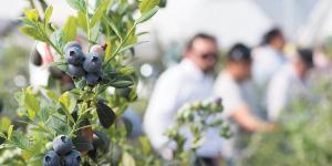 Hortifrut busca reforzar el manejo de áreas de arándano en Perú y Chile