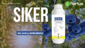 Hortus SIKER EC: el aliado estratégico contra el chanchito blanco en uva y arándano.