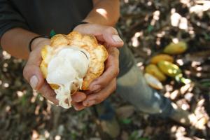 Hoy lanzan la  segunda fase de "Alianza Cacao Perú"