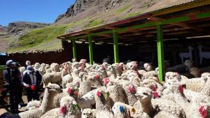 Huancavelica: Agro Rural finaliza construcción de 9 cobertizos adicionales para albergar a más de 900 cabezas de ganado