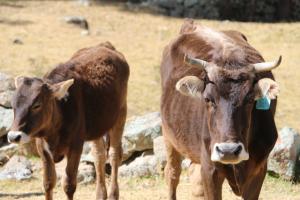 Huancavelica: DRAH subastará vacunos mejorados de la raza Brown Swiss