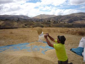 HUANCAVELICA INCREMENTA PRODUCCIÓN DE AVENA EN 258% 