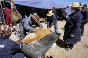Huancavelica: obtienen 82.55 kilos de fibra de vicuña durante chaccu en Huaytará