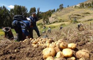 Huancavelica sembrará cerca de 98 mil hectáreas de cultivos en la presente campaña agrícola