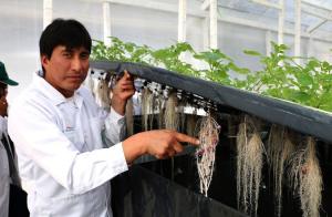 Huancavelica: sistema de aeroponía de papa producirá más de 200 mil tuberculillos libres de virus y enfermedades este año