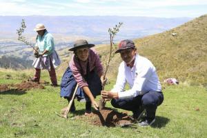 Huancayo: siembran más de 5.000 plantas de quinuales en Sapallanga