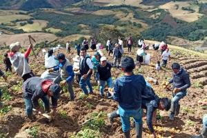 Huánuco: productores cosecharon más de 90 toneladas de papa amarilla abonada con guano de la isla