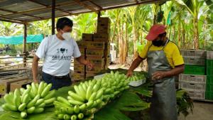 Huánuco: productores de baby banano mejoran rentabilidad y venden el 100% de su producción