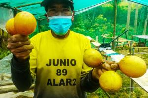 Huánuco: promueven competitividad de la cadena productiva de la granadilla