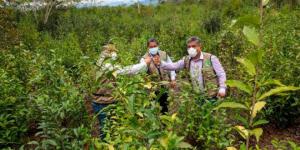 Huánuco: proyecto té verde reiniciará actividades en 15 comunidades de Leoncio Prado en beneficio de 7 mil familias