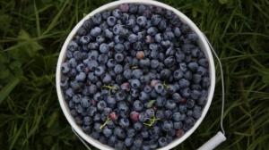 Huelga de estibadores y granizada golpean la exportación chilena de arándanos