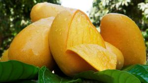 I Foro Digital del Mango de Guerrero impulsa la innovación y la competitividad del sector