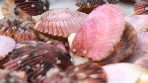 Ica: 540 pescadores artesanales se benefician con proyecto de cultivo de conchas de abanico en Pisco
