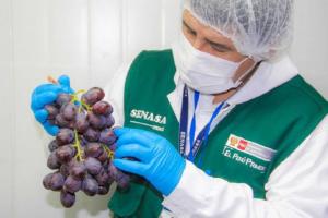 Ica certificó 182.561 toneladas de uva de mesa para exportación en la campaña 2018/2019