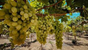 <span class='highlight'></span>I<span class='highlight'></span>c<span class='highlight'></span>a<span class='highlight'></span> <span class='highlight'></span>f<span class='highlight'></span>u<span class='highlight'></span>e<span class='highlight'></span> <span class='highlight'></span>e<span class='highlight'></span>l<span class='highlight'></span> <span class='highlight'></span>p<span class='highlight'></span>r<span class='highlight'></span>i<span class='highlight'></span>m<span class='highlight'></span>e<span class='highlight'></span>r<span class='highlight'></span> <span class='highlight'></span>p<span class='highlight'></span>r<span class='highlight'></span>o<span class='highlight'></span>d<span class='highlight'></span>u<span class='highlight'></span>c<span class='highlight'></span>t<span class='highlight'></span>o<span class='highlight'></span>r<span class='highlight'></span> <span class='highlight'></span>d<span class='highlight'></span>e<span class='highlight'></span> <span class='highlight'></span>u<span class='highlight'></span>v<span class='highlight'></span>a<span class='highlight'></span> <span class='highlight'></span>e<span class='highlight'></span>n<span class='highlight'></span> <span class='highlight'></span>e<span class='highlight'></span>n<span class='highlight'></span>e<span class='highlight'></span>r<span class='highlight'></span>o<span class='highlight'></span> <span class='highlight'></span>d<span class='highlight'></span>e<span class='highlight'></span> <span class='highlight'></span>2<span class='highlight'></span>0<span class='highlight'></span>2<span class='highlight'></span>6<span class='highlight'></span>,<span class='highlight'></span> <span class='highlight'></span>p<span class='highlight'></span>a<span class='highlight'></span>r<span class='highlight'></span>t<span class='highlight'></span>i<span class='highlight'></span>c<span class='highlight'></span>i<span class='highlight'></span>p<span class='highlight'></span>a<span class='highlight'></span>n<span class='highlight'></span>d<span class='highlight'></span>o<span class='highlight'></span> <span class='highlight'></span>c<span class='highlight'></span>o<span class='highlight'></span>n<span class='highlight'></span> <span class='highlight'></span>e<span class='highlight'></span>l<span class='highlight'></span> <span class='highlight'></span>8<span class='highlight'></span>9<span class='highlight'></span>.<span class='highlight'></span>6<span class='highlight'></span>%<span class='highlight'></span> <span class='highlight'></span>d<span class='highlight'></span>e<span class='highlight'></span>l<span class='highlight'></span> <span class='highlight'></span>t<span class='highlight'></span>o<span class='highlight'></span>t<span class='highlight'></span>a<span class='highlight'></span>l<span class='highlight'></span>