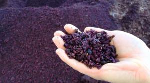 Ica: impulsan investigación que convierte residuos de uva en un biopolímero ecológico