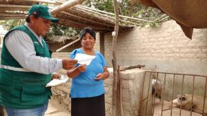 Ica: más de  8 mil cerdos fueron vacunados contra la peste porcina clásica