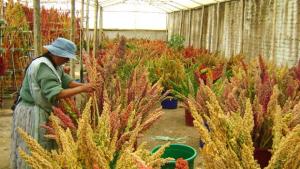 Identifican el gen que dar amargor a la quinua