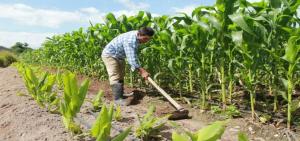 IFPRI y el IICA lanzan red latinoamericana de negociadores comerciales del sector agroalimentario