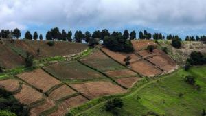 IICA organiza segundo foro: recarbonización de los suelos agrícolas