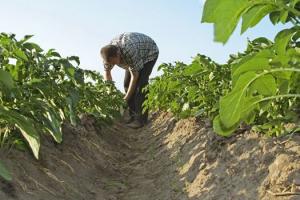 IICA y Bayer lanzan curso virtual para apoyar a productores a cumplir normas internacionales sobre buenas prácticas agrícolas