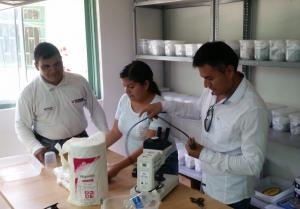 Implementan ocho microcentros de operaciones para erradicar mosca de la fruta en Piura
