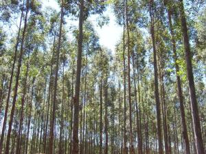 Implementarán Programa de Gestión Sostenible de Producción Forestal por S/ 513 millones