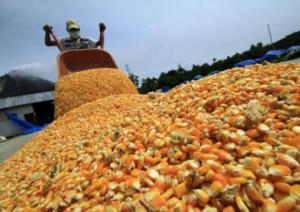 Importación de maíz amarillo duro aumentó 8.7% durante enero-septiembre del presente año