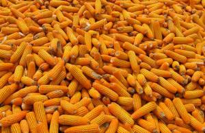 Importación de maíz amarillo duro cerró 2018 en valores de US$ 683.8 millones