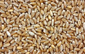 Importación de trigo duro crece ligeramente y llega a US$ 17.8 millones