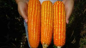 Importación peruana de maíz amarillo duro creció en 2021 y superó los US$ 1.000 millones