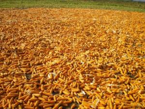 Importaciones de maíz amarillo duro cerraron el primer semestre con valores de US$ 396 millones