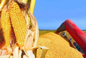 Importaciones de maíz amarillo duro por parte de Perú crecen en valor 13.1%, pero caen en volumen -12.6% entre enero y mayo