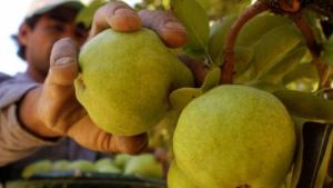 Importaciones de peras superan los US$ 15 millones