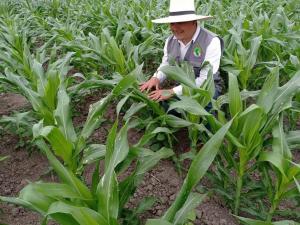 “Importaciones de productos agrarios han ocasionado la quiebra de la agricultura nacional”