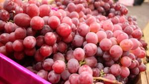 Importaciones de uva de mesa por parte de China caerían en más de 30% en la campaña 20223/2024