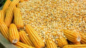 Importaciones peruanas de maíz amarillo duro caen en volumen -7% entre enero y agosto de 2023