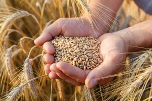 Importaciones peruanas de trigo suman US$ 210 millones al tercer trimestre de 2022