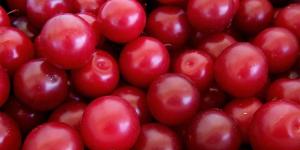 Importante auge en la importación de ciruelas