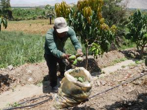 Impulsan campaña de erradicación de mosca de la fruta para exportar mango del Valle de Nepeña