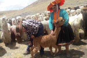 Impulsan convenio para fortalecer el mejoramiento genético de alpacas en Puno