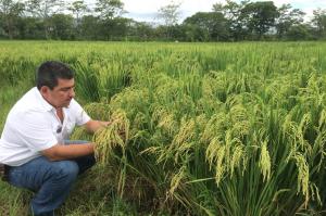 Impulsan cultivo de arroz libre de agroquímicos