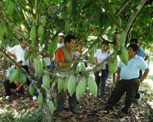 IMPULSAN PRODUCCIÓN AGRÍCOLA Y PECUARIA EN REGIÓN HUÁNUCO