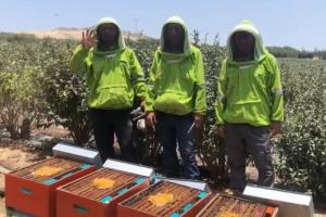 Impulsan producción de miel de abeja con alimento hecho con residuos de fruta